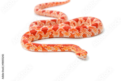 Albino corn snake (Red Rat Snakeon) on white background