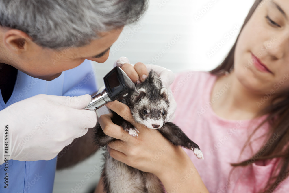 Vet Examining Weasel's Ear With Otoscope By Girl In Clinic Vet Examining Weasel's Ear With Otoscope By Girl In Clinic