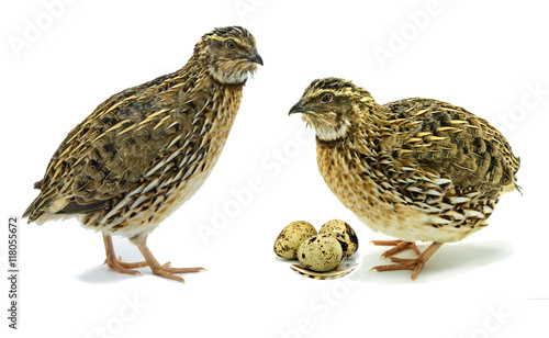 Adult domesticated quails with eggs isolated on white background 
