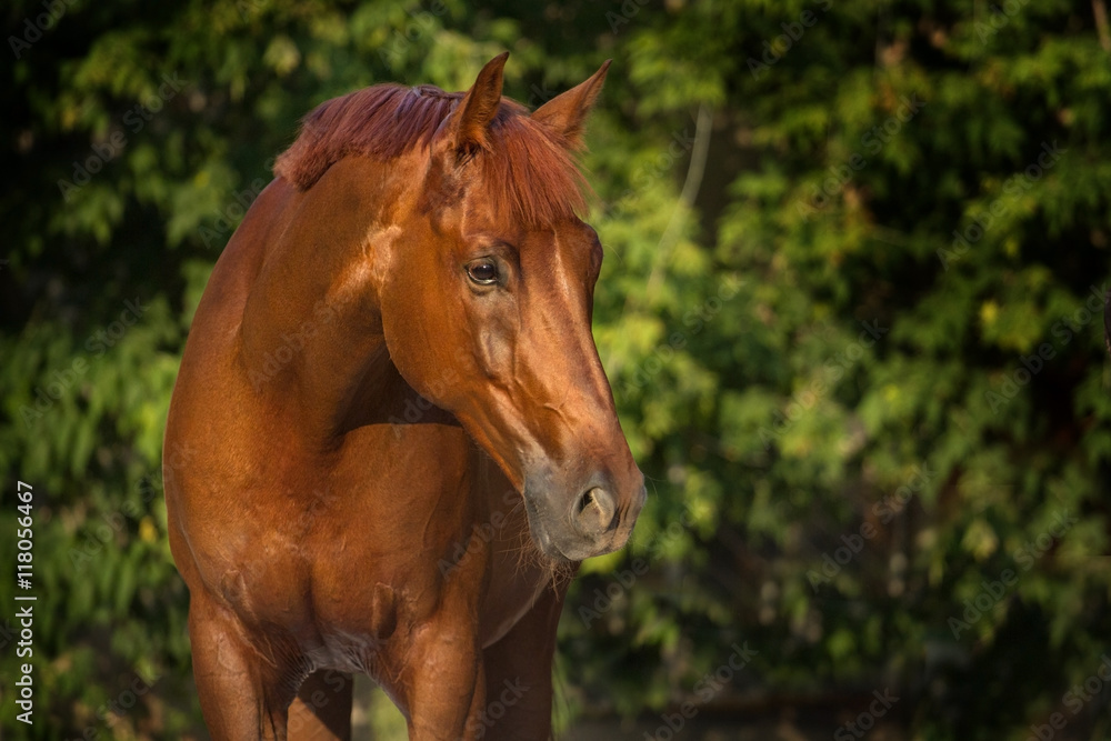 Fototapeta premium Red horse portrait outdoor against trees