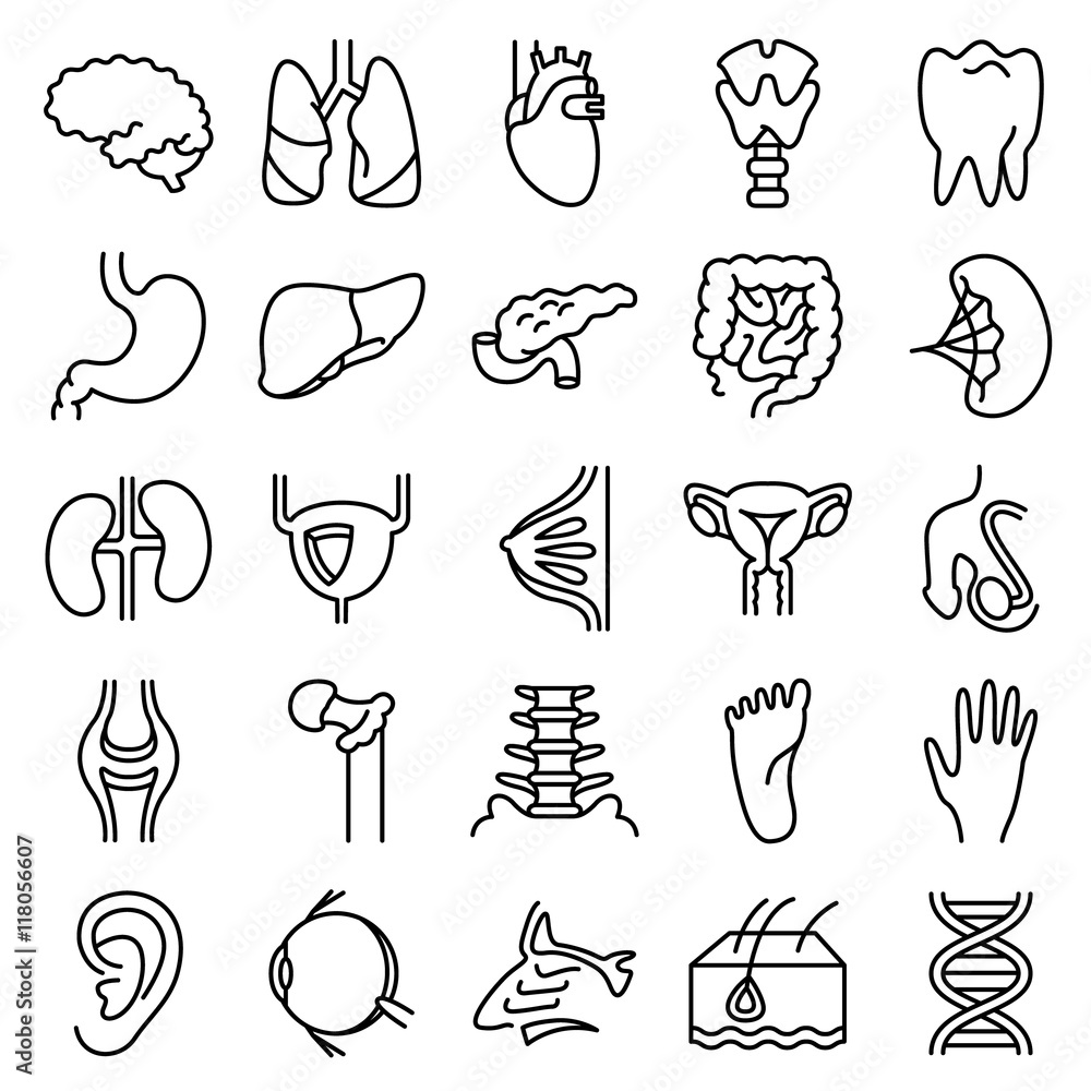 Plakat Vector black and white thin simply icons set with human organs. Science and medical minimalistic glyphs