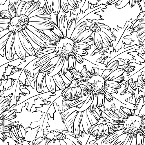 Vector seamless pattern withdoodle black and white  chamomile flowers