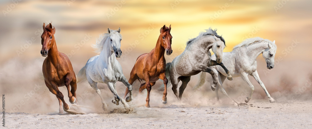 Horse herd run fast in desert dust against dramatic sunset sky - obrazy, fototapety, plakaty 