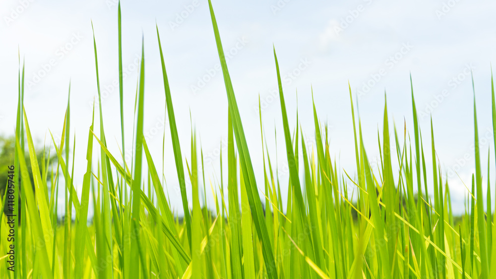 Fototapeta premium leaves rice with blue sky background