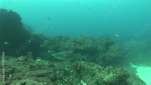 Wallpaper Mural Dangerous Bull Shark (Carcharhinus leucas) Underwater Video Torontodigital.ca