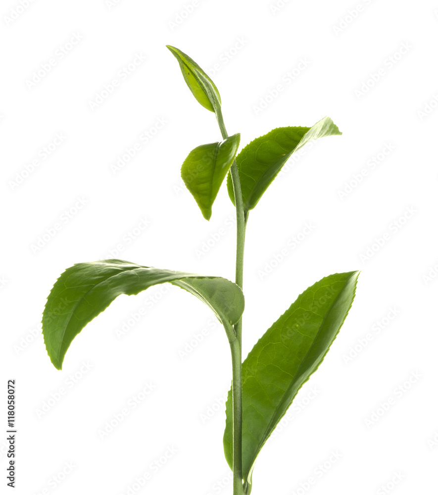 Obraz premium Isolated branch of fresh green tea