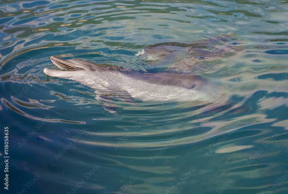 Fototapeta premium Dolphin playing in the sea