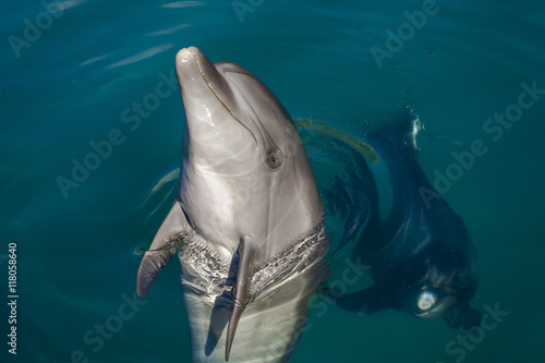 Dolphin playing in the sea