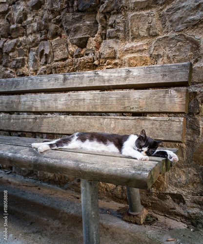 Cat sleeping in Montemerano, Tuscany