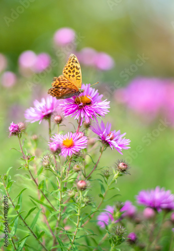 Schmetterling und lila Aster Blume im Garten  © photobars