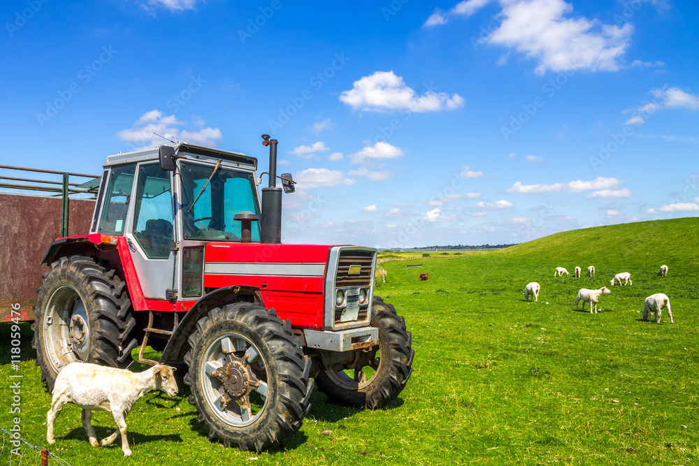 Fototapeta premium Traktor mit Schafen, Deich, an der Nordsee 