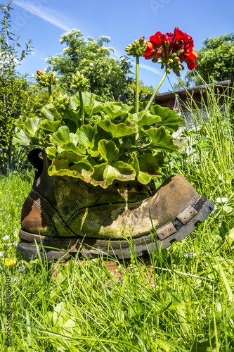 Fototapeta Naklejka Na Ścianę i Meble -  Geranien in einem alten Stiefel im Garten