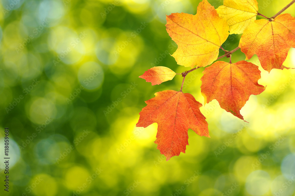 autumn leaves background autumn leaves background