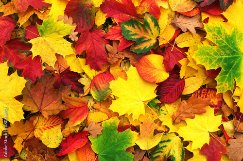  autumn leaves