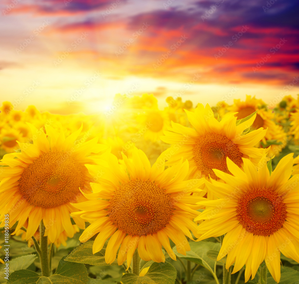 Obraz premium sunflowers and sun