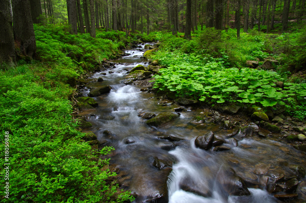 Obraz premium Stream in the wood