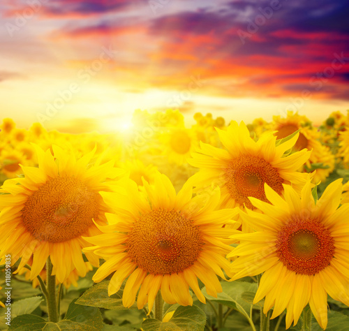 Fototapeta Naklejka Na Ścianę i Meble -   sunflowers and sun