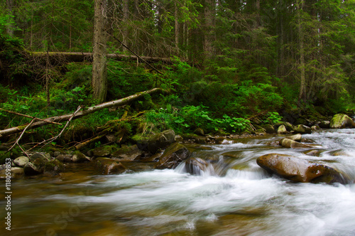 Fototapeta Naklejka Na Ścianę i Meble -  Mountain river in the green forest