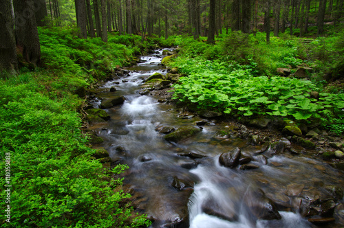  Stream in the wood