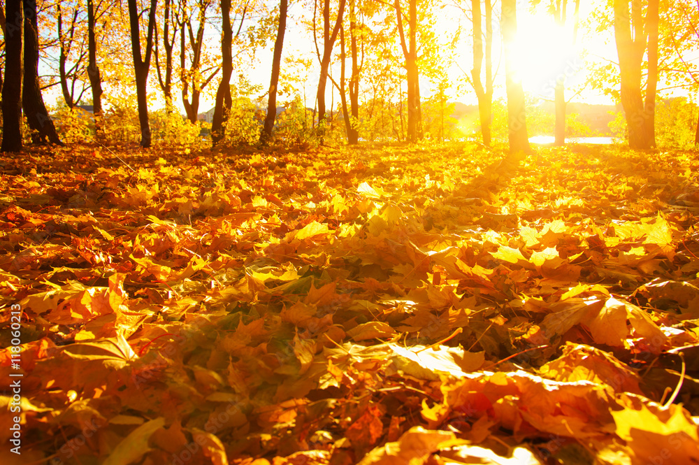 fallen leaves in autumn