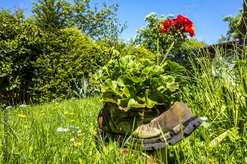 Fototapeta Naklejka Na Ścianę i Meble -  Im Garten steht ein alter Stiefel mit roten Geranien