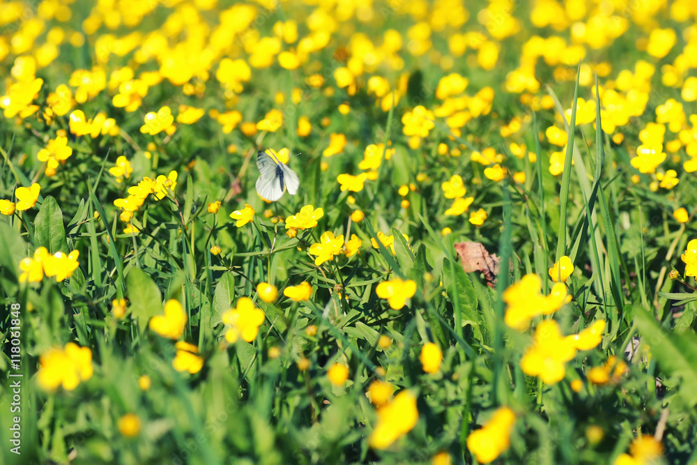 spring grass and flower in a field