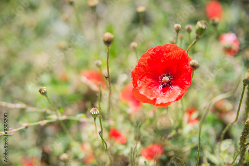 red flower on green blurred background