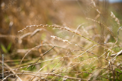 stalk of grass on blurred background