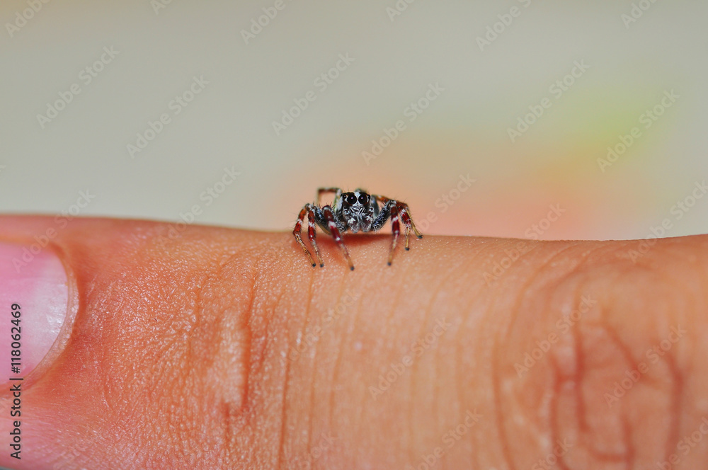 Obraz premium A small spider on a finger