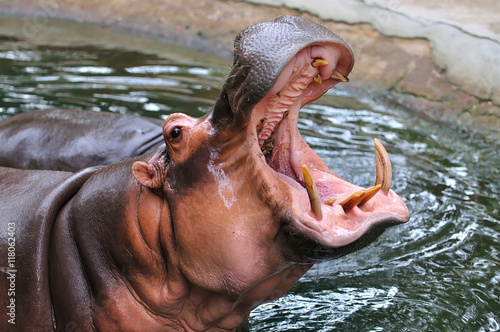 Εκτύπωση καμβά Large hippopotamus closeup with open mouth