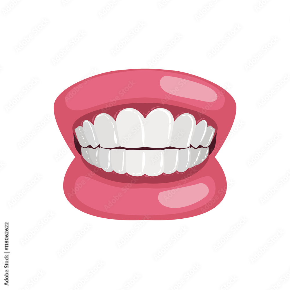Demonstration Jaw And Teeth Prop Demonstration Jaw And Teeth Prop