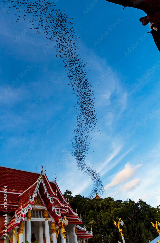 Hundred Million Bats at Wat Khao Chong Pran, Ratchaburi Thailand