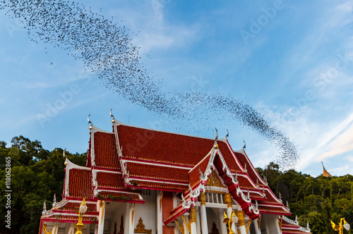 Obraz na płótnie Hundred Million Bats at Wat Khao Chong Pran, Ratchaburi Thailand w salonie