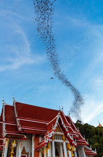 Obraz na płótnie Hundred Million Bats at Wat Khao Chong Pran, Ratchaburi Thailand w salonie