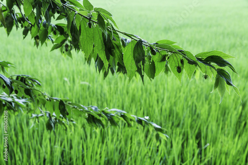 Calabura, Jam tree, Jamaican cherry, Malayan Cherry, West Indian Cherry , Muntingia calabura L. tree and leaf in Thailand  with green fresh paddy background in rain season .