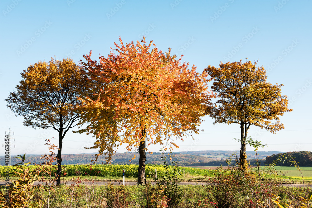 Fototapeta premium Herbst - drei bunte Bäume mit blauem Himmel