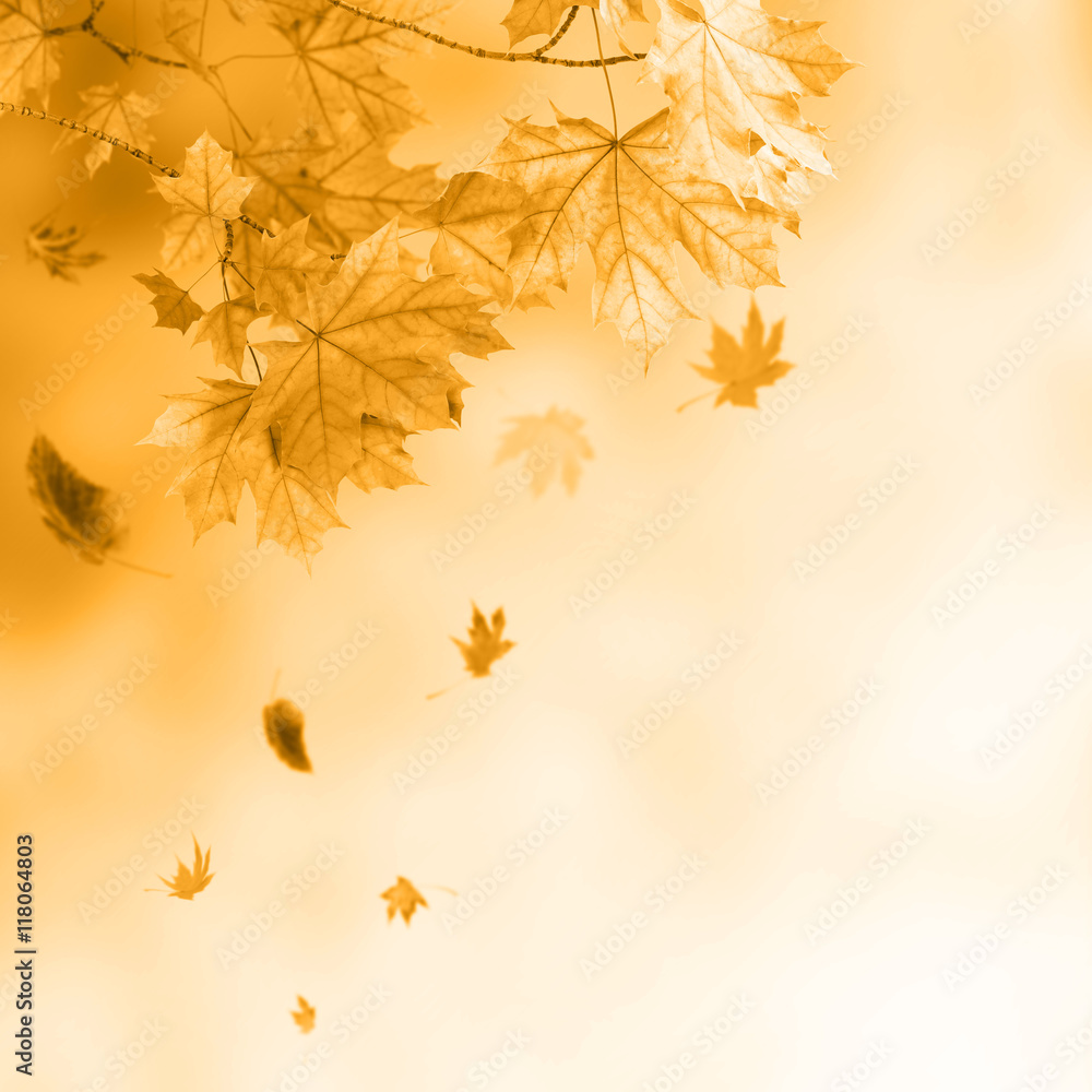 Golden autumn background Golden autumn background