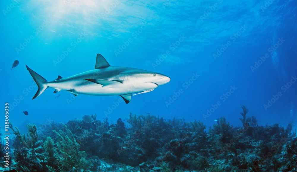 Obraz premium Caribbean Reef Shark