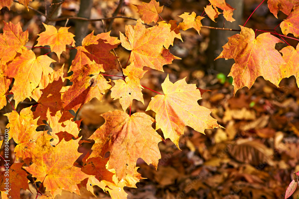 Autumn maple leaves