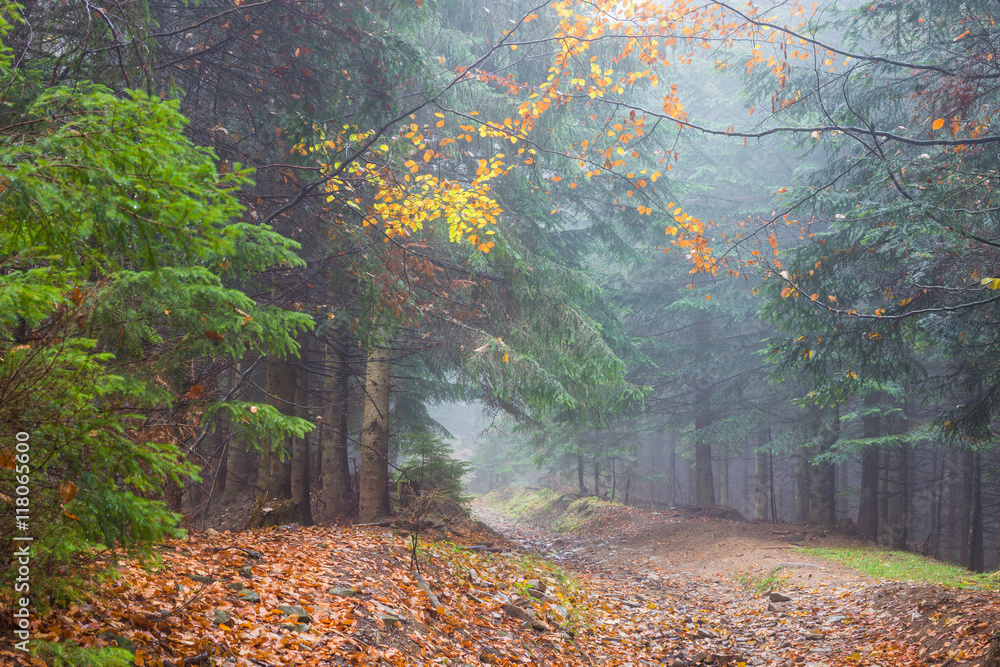 Fototapeta premium Fog in rainy forest