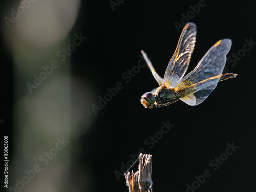 Flying dragonfly at contrast lightening