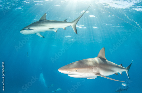 Caribbean Reef Shark