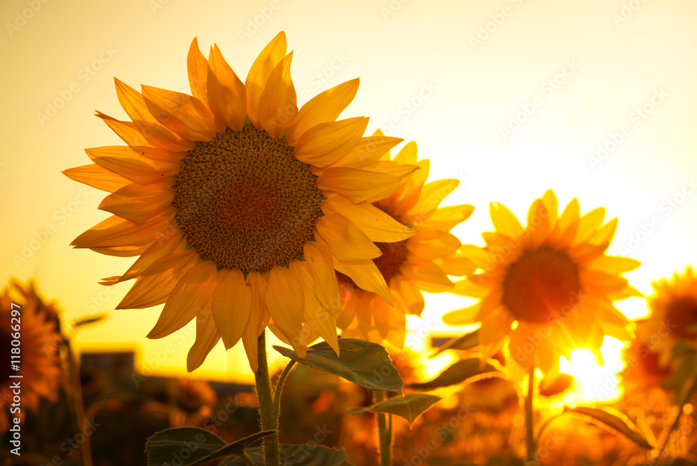 Obraz premium Suflowers on the field