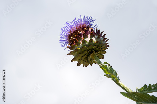Artischockenblüte im Himmel
