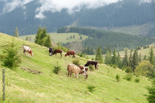 Cows grazing on mountain meadow © Africa Studio