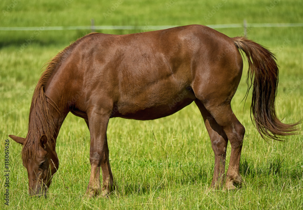 Obraz premium beautiful brown horse in a meadow