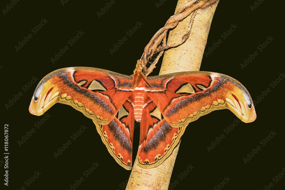 Atlasspinner größter Schmetterling der Welt auf schwarzem Hintergrund StockFoto Adobe Stock