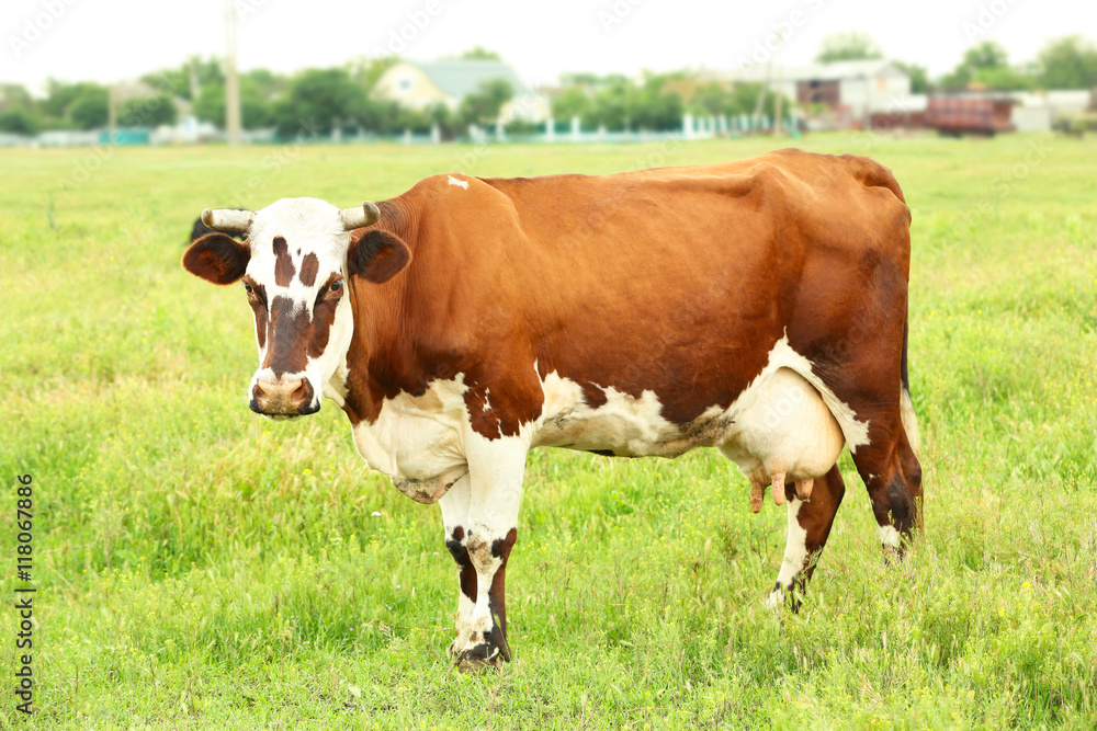 Cows on the meadow