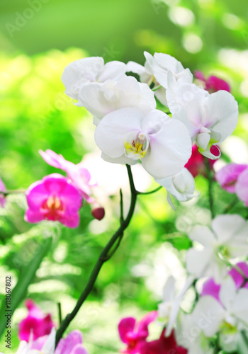 Beautiful orchid flowers on blurred nature background
