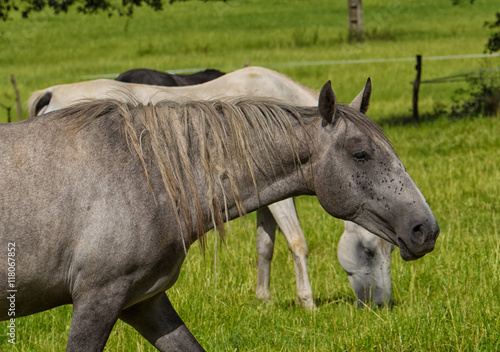beautiful grey horse in a meadow © Philipimage